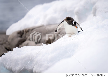 Gentoo penguin descends snow bank on shoreline Gentoo penguin descends snow bank on shoreline 88536917