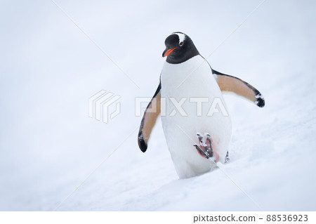 Gentoo penguin descends snowy slope raising foot 88536923