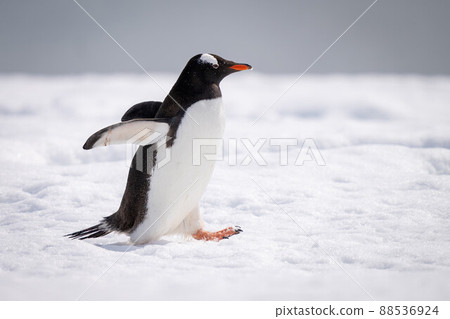 Gentoo penguin holds out flippers crossing snow Gentoo penguin holds out flippers crossing snow 88536924