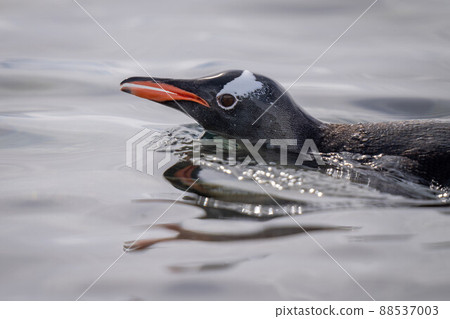 Close-up of gentoo penguin porpoising in water Close-up of gentoo penguin porpoising in water 88537003