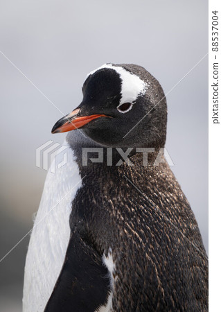 Close-up of gentoo penguin standing cocking head Close-up of gentoo penguin standing cocking head 88537004