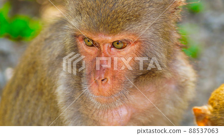 A monkey in the wild. A monkey in the wild. 88537063