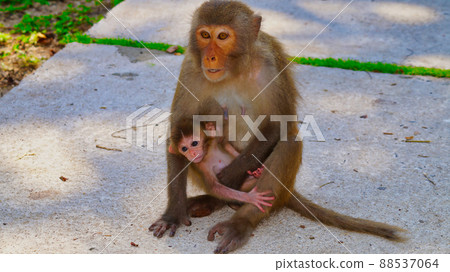 A monkey in the wild. A monkey in the wild. 88537064