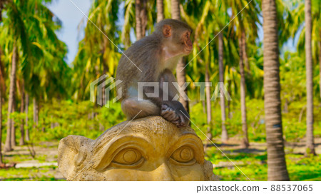 A monkey in the wild. A monkey in the wild. 88537065