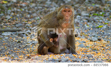 A monkey in the wild. A monkey in the wild. 88537066