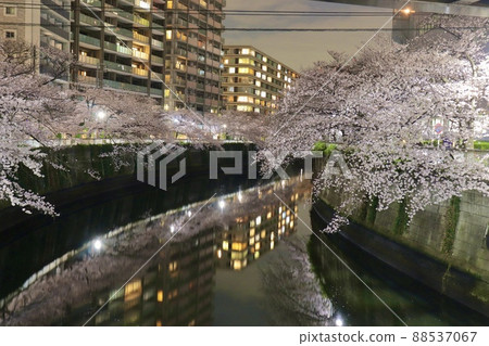目黑川的夜櫻 目黑川的夜櫻 88537067