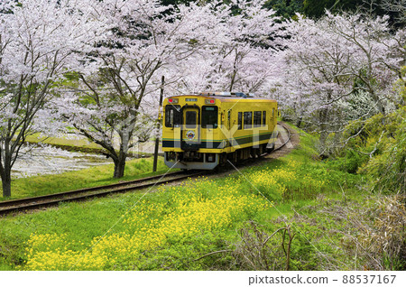 Spring shooting iron famous place Isumi Railway Higashi-Fusamoto 88537167