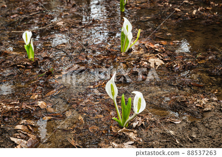 開花在山的臭鼬圓白菜 開花在山的臭鼬圓白菜 88537263