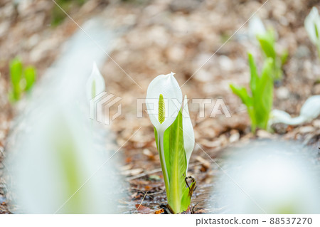水芭蕉 水芭蕉 88537270