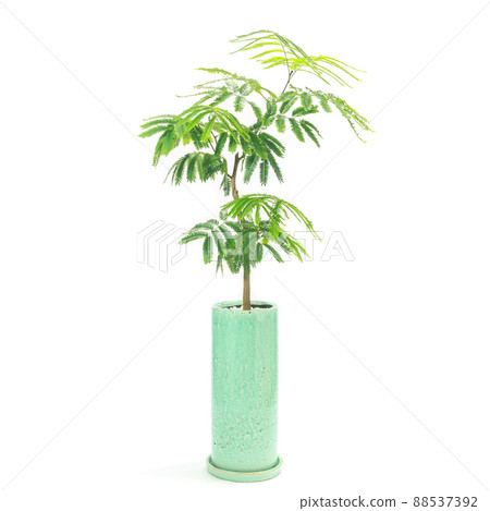 Houseplant, Everfresh potted plant that sleeps... - Stock Photo [88537392]  - PIXTA