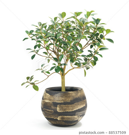 Potted plant of foliage plant, Ficus rubiginosa (French rubber) [white background] 88537509