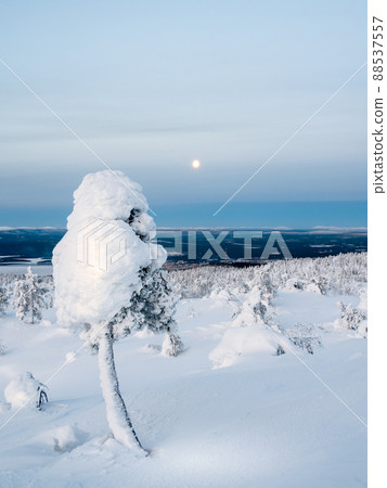 Ice nature lollipop. Winter cotton candy. Snow-covered mountain slope with fancy white trees on the night of the full moon. Amazing northern nature, winter natural background. Vertical view. Ice nature lollipop. Winter cotton candy. Snow-covered mountain slope with fancy white trees on the night of the full moon. Amazing northern nature, winter natural background. Vertical view. 88537557