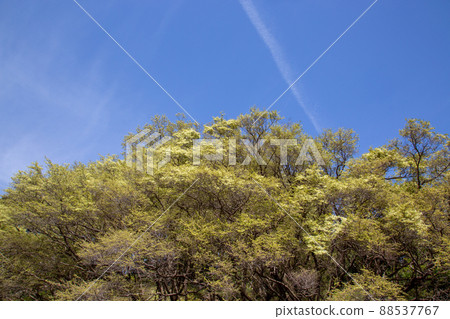 Tokiwamansaku and blue sky Tokiwamansaku and blue sky 88537767