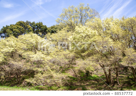 常盤萬作和藍天 88537772