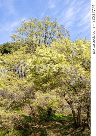 Tokiwamansaku and blue sky Tokiwamansaku and blue sky 88537774