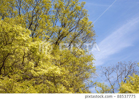 Tokiwamansaku and blue sky Tokiwamansaku and blue sky 88537775