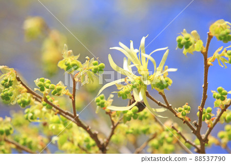 Tokiwamansaku flower 88537790