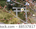 White plum flowers and many buds 88537817
