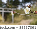 White plum blossoms and buds 88537861