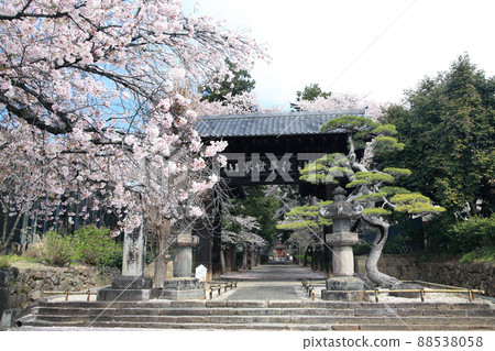 櫻花和寺廟 88538058