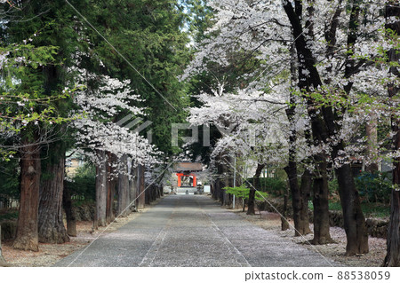 櫻花上的方法 櫻花上的方法 88538059