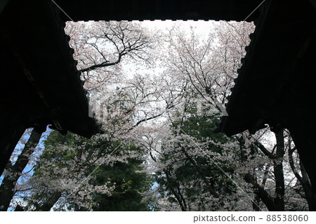 Cherry Blossom Cherry Blossom 88538060