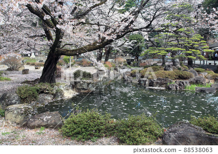 Cherry Blossom Cherry Blossom 88538063