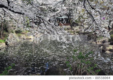 Bloom Bloom 88538064