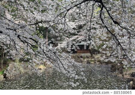 Bloom Bloom 88538065