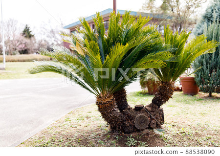 Minuma Green Center Cycad, Saitama City, Saitama Prefecture Minuma Green Center Cycad, Saitama City, Saitama Prefecture 88538090