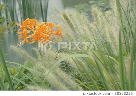 Cluster amaryllis 88538236