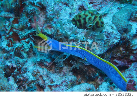 Ribbon eel underwater photograph of the sea of Okinawa 88538323