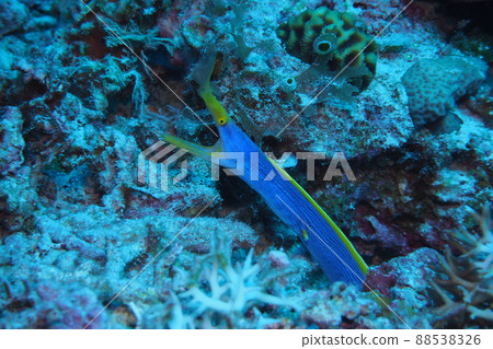 沖繩海的絲帶鰻魚水下照片 88538326