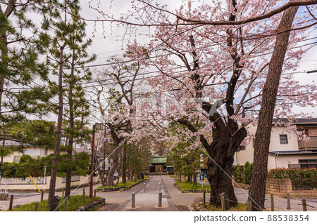 春季世田谷櫻花之旅,淨心寺 春季世田谷櫻花之旅,淨心寺 88538354