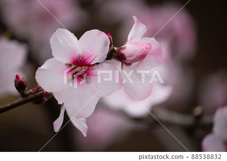 杏仁花（堅果杏仁花） 學名：Prunus amygdalus Stokes 88538832