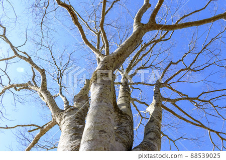 Branches extending towards the sky 88539025