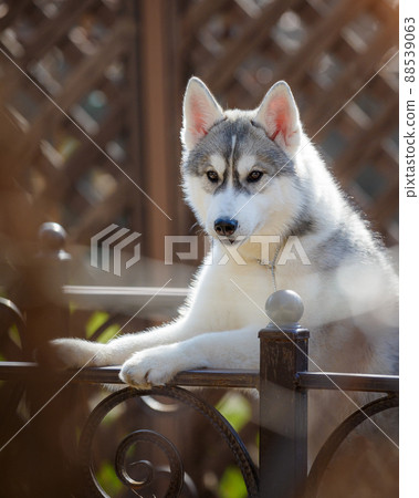 Siberian Husky on park bench Siberian Husky on park bench 88539063