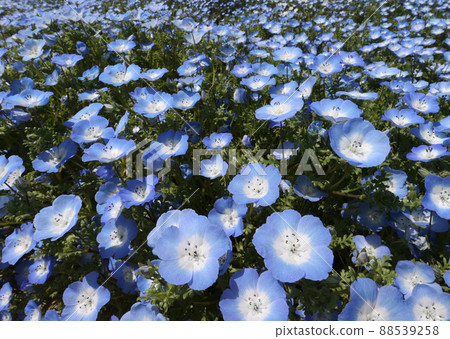 Nemophila 88539258