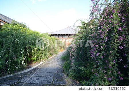京都常林寺院內盛開的萩花 京都常林寺院內盛開的萩花 88539262