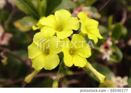 Oxalis flower 88540177