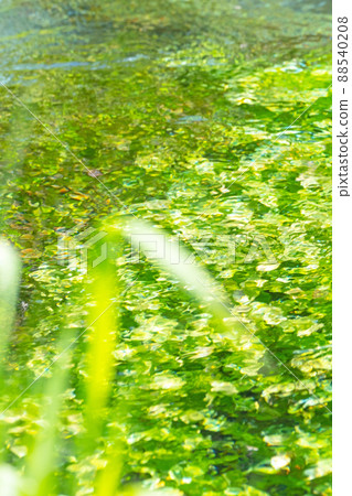 背景材料：新鮮的綠色，清澈的溪流，水邊的生態形象（寶木町，大仙） 88540208