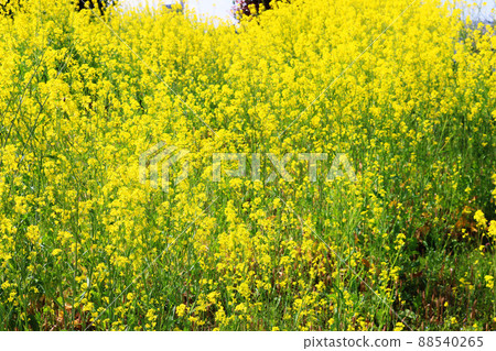Yellow flower Yellow flower 88540265