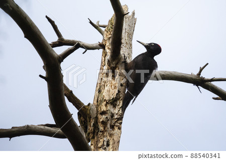Black woodpecker (Dryocopus martius) 88540341