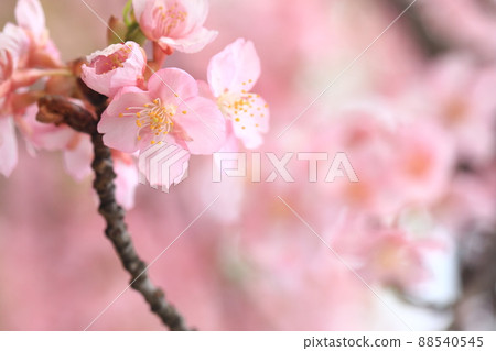 河津櫻4623 88540545
