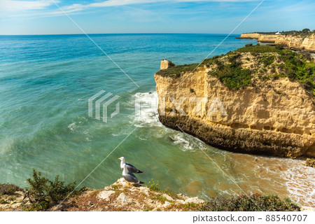 Natural caves beach and seagull. Algarve coast, Portugal 88540707