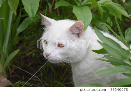 A white cat sitting and looking for some thing in the garden. 88540978
