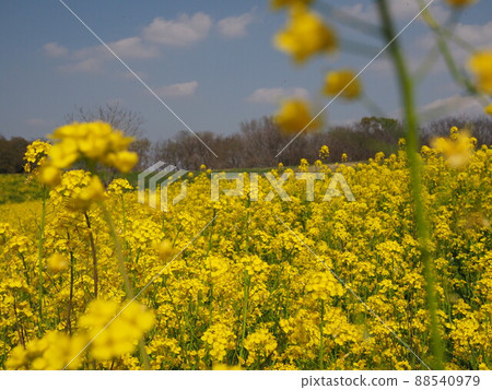 Yellow carpet 88540979