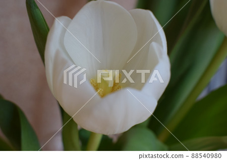 Spring flowers background. white Tulip top view 88540980