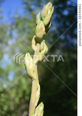 Beautiful buds Yucca glauca in evening light. Close up shot. 88540981