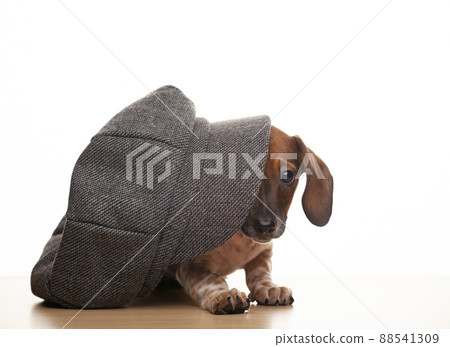 image of dog cap white background image of dog cap white background 88541309